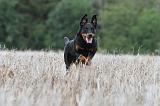 BEAUCERON 558